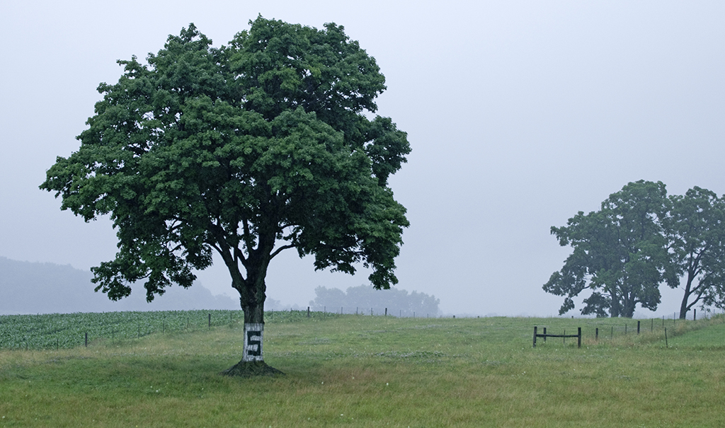 Trees in a field.